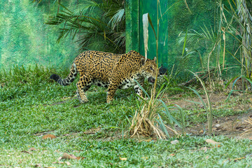 Onça pintada, as it is known in Brazil, or Jaguar in a bio park. © Diego