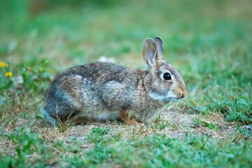 Naklejka na ściany i meble wild rabbit in the forest on the grass