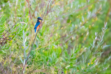 little bird Kingfisher in the bush near the lake
