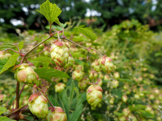 hops grow in the garden on a summer day