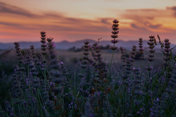 a field of blooming lavender against the backdrop of a sunset sky.   landscape the flowering period of lavender..