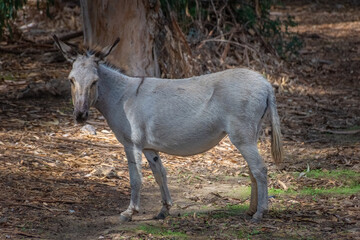 Asinara Island's endemic donkey