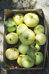Box of early green apples with leaves