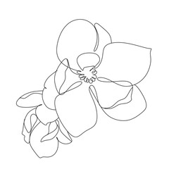 black and white line illustration of day-lily flowers on a white background
