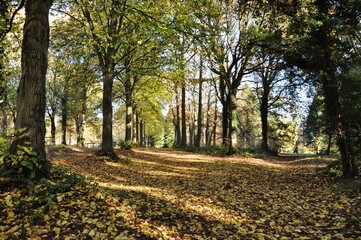 Autumn trees and leaves in the woodlands, 