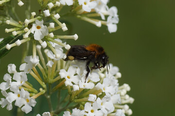White flowers of a summer lilac (Buddleja davidii), Figwort family (Scrophulariaceae). and a common carder bee (Bombus pascuorum) family Apidae. Dutch garden. Summer, August, Netherlands