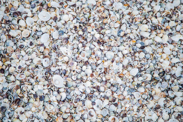 Background, sand consisting of small and large shells under the sun rays