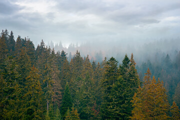 coniferous forest on a foggy day. green nature background with autumnal grey sky. mysterious atmosphere
