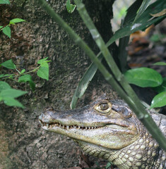 Obraz premium Caiman on the banks of the Amazon