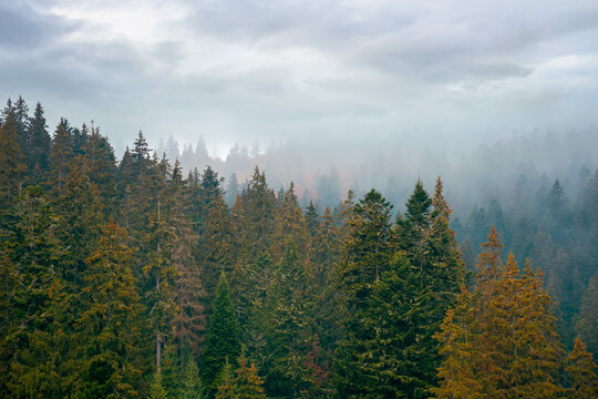 coniferous forest on a foggy day. green nature background with autumnal grey sky. mysterious atmosphere