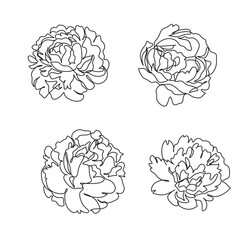Peony Flowers one line art vector. Botanical peonies line drawing minimalist