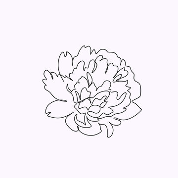 Peony Flowers one line art vector. Botanical peonies line drawing minimalist