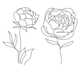 Peony Flowers one line art vector. Botanical peonies line drawing minimalist