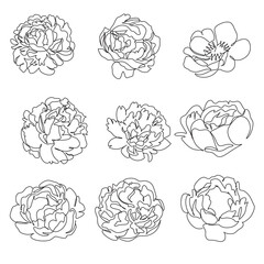 Peony Flowers one line art vector. Botanical peonies line drawing minimalist