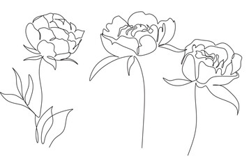 Peony Flowers one line art vector. Botanical peonies line drawing minimalist - obrazy, fototapety, plakaty