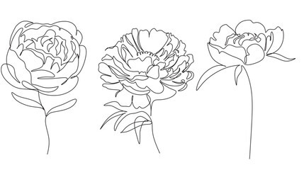 Peony Flowers one line art vector. Botanical peonies line drawing minimalist
