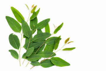 Eucalyptus leaves on white background.