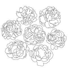 Peony Flowers one line art vector. Botanical peonies line drawing minimalist