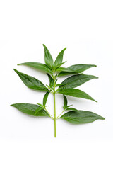 Kariyat or Andrographis paniculata green leaves on white background.