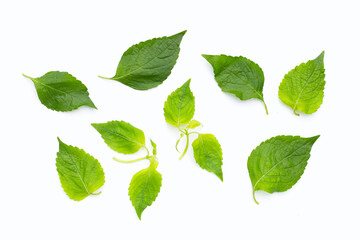 Tree Basil leaves (Ocimum gratissimum) on white background.
