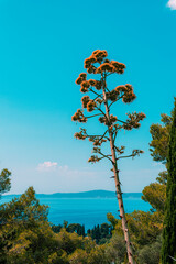 Flowering agave plant growing on the coastline at sunny day