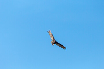 Vulture in flight