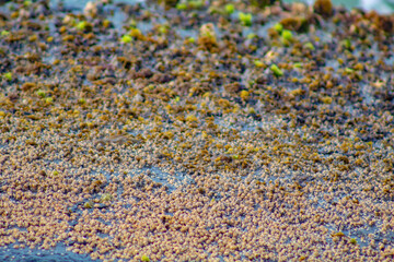 background of carpet