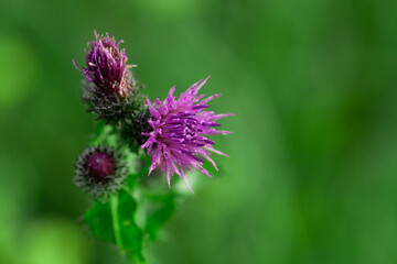 Bees Pollinating Thistle flowers in Summertime macro
