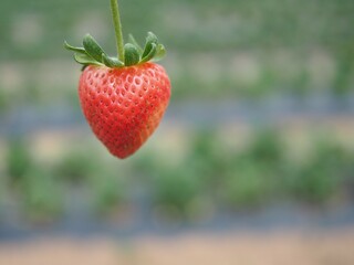いちご農園の赤く実ったいちご