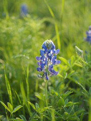 アメリカ、テキサス州、テキサスの州花ブルーボネット