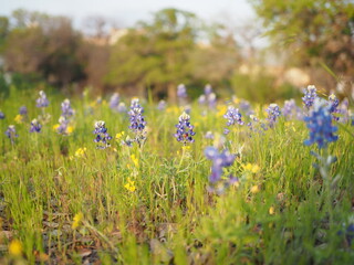 アメリカ、テキサス州、テキサスの州花ブルーボネット