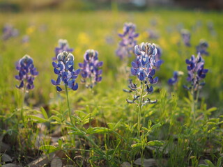 アメリカ、テキサス州、テキサスの州花ブルーボネット