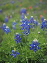アメリカ、テキサス州、テキサスの州花ブルーボネット