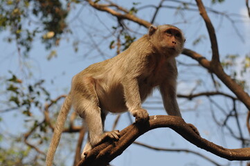 baboon sitting on a tree