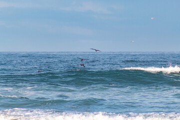 seagulls and sea birds fishing in the sea