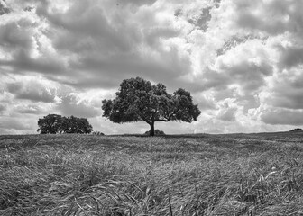 Grayscale shot of a tree in the middle of a field under a cloudy