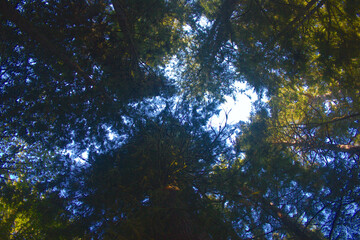 Fototapeta premium trees and sky