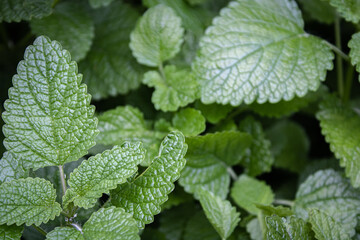 mint leaves