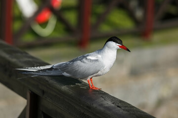 A common tern looking for fish to hunt