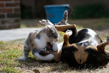 Cat and dog playing wild in the garden © nikidericks