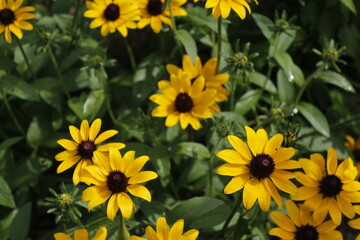 Rudbeckia, Black-Eyed Susans