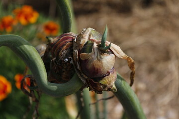 Walking Onion