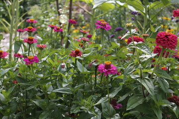 Zinnia Flower Garden