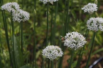 Garlic Chives, Allium tuberosum