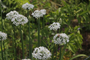 Garlic Chives, Allium tuberosum