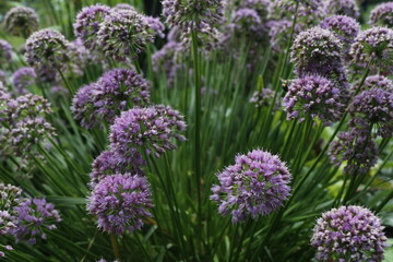 Garlic Chives, Allium tuberosum