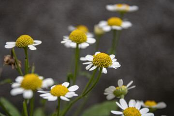 daisies in the garden