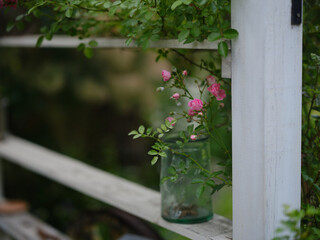 ガーデンのバラ