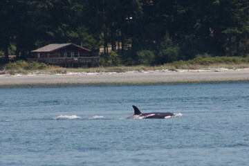 Orca Killer Whales