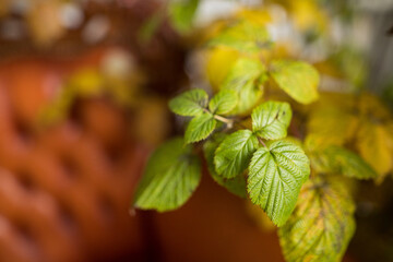 Close up of leaves green and yellow colors in focus